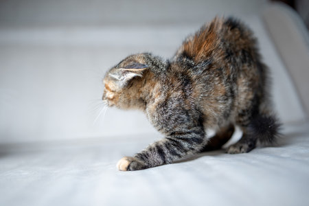 Domestic cat with a playful expression, lying on a soft surface, showcasing its fur texture and curious demeanor, embodying the essence of feline companionship and charmの写真素材