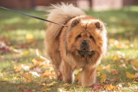 A fluffy, brown, thick-coated dog with a playful disposition, the Chow Chow strolls through a sun-drenched park surrounded by colorful autumn leaves, demonstrating a joyful time spent outdoors.の写真素材