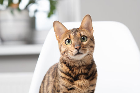 Bengal cat with distinctive spotted coat sitting upright on a white chair, showing vibrant green...