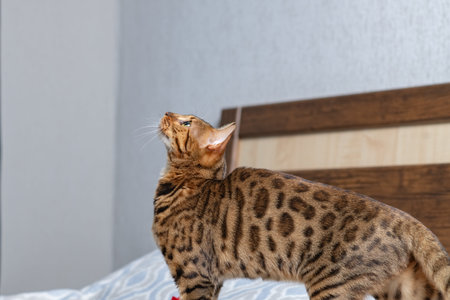 Bengal cat with distinctive spotted coat lying on a soft blue patterned blanket in a well-lit indoor...