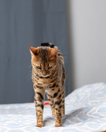 Bengal cat with distinctive spotted coat on a soft blue patterned blanket in a well-lit indoor...