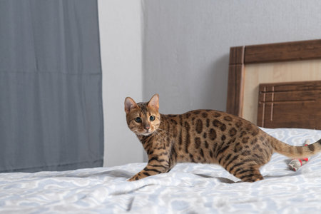 Bengal cat with distinctive spotted coat lying on a soft blue patterned blanket in a well-lit indoor...