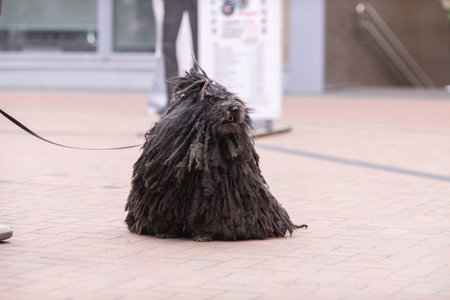 Black Komondor dog with long, corded fur stands on a city sidewalk, leash attached, showcasing its...