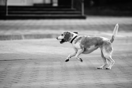 Dog with brown and white fur wearing blue collar runs energetically across a paved street in a...