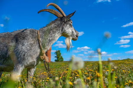 Goat standing in a green field filled with dandelions under a bright blue sky with fluffy clouds and a distant water tower visible in the backgroundの写真素材