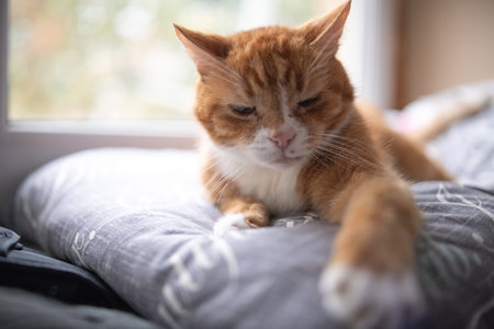 Orange tabby cat with white markings resting on a patterned pillow near a window, soft natural light illuminating the sceneの写真素材
