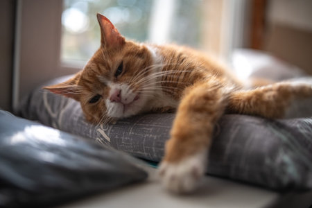 Orange tabby cat with white markings resting on a patterned pillow near a window, soft natural light...