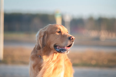 Golden retriever dog standing on a paved pathway in a park with blurred trees and a clear sky in the background during late afternoon sunlight
