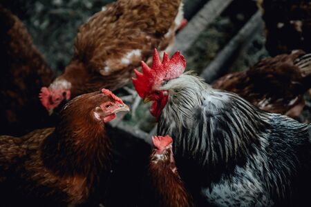 close up portrait full body of brown female eggs hen standing show beautiful plumage feather isolated white background use for livestock and farm animals themeの写真素材