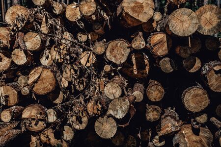 Forest pine trees log trunks felled by the logging timber industry round formの写真素材