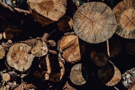 Forest pine trees log trunks felled by the logging timber industry round formの写真素材