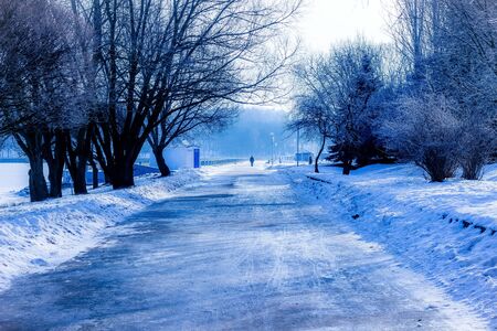 snowy road among trees in winter blue color clear skyの写真素材