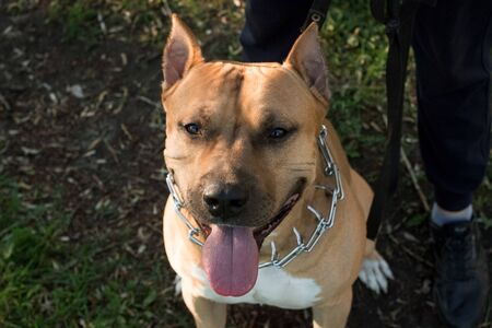 portrait of a beautiful male purebred American Staffordshire Terrier on the background of green grassの写真素材