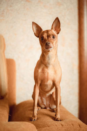 dog on the light colored background local light red or ginger Toy Terrier