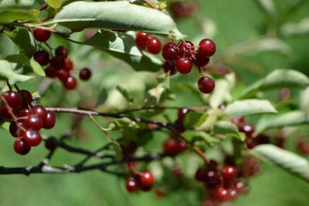 A bush with lots of red berries on branches autumnal background Close-up colorful autumn wild bushes...