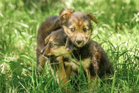 mother dog take care puppies with loveの写真素材