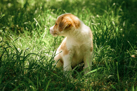 mother dog take care puppies with loveの写真素材