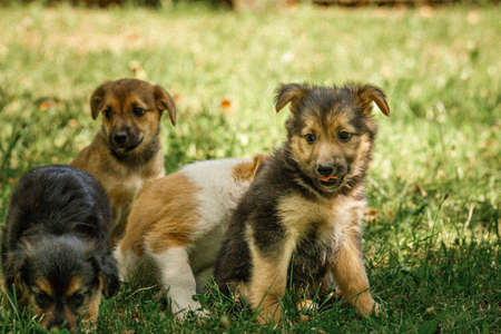 mother dog take care puppies with loveの写真素材