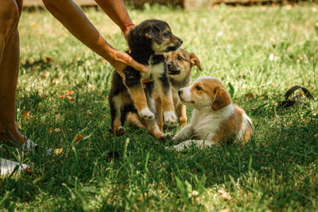 mother dog take care puppies with loveの写真素材