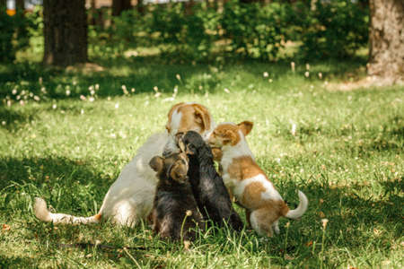 mother dog take care puppies with loveの写真素材