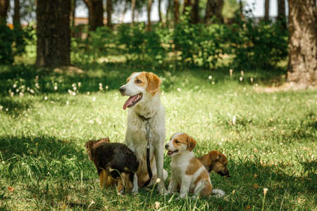 mother dog take care puppies with loveの写真素材