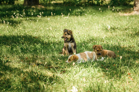 mother dog take care puppies with loveの写真素材