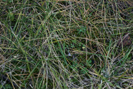 a ground texture background with pieces of grass small rocks pebbles and dirt pine needles in forest