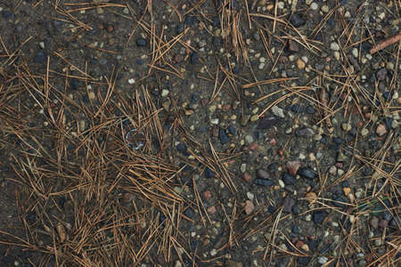 a ground texture background with pieces of grass small rocks pebbles and dirt pine needles in forest