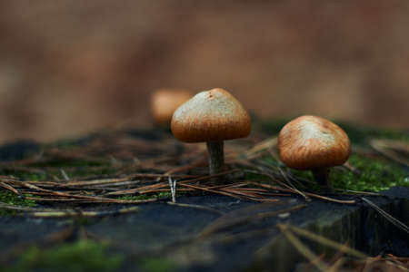 Three beautiful little edible mushrooms grow in the autumn forest on an old dry tree stump Soft...