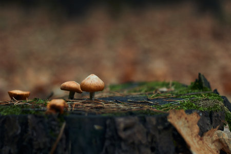 Three beautiful little edible mushrooms grow in the autumn forest on an old dry tree stump Soft focus Collection of forest mushroomsの写真素材