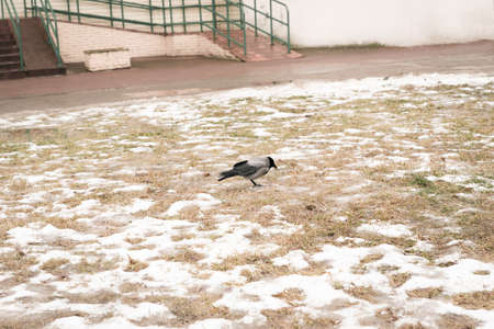 Black raven on the white snowy field green grass under snowの写真素材