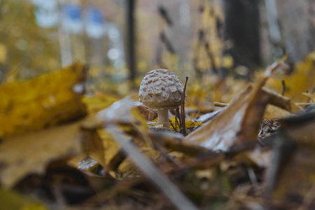 autumn forest mushrooms growing on moss poisonous toadstools