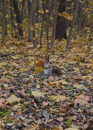 Squirrel in autumn park scene portrait