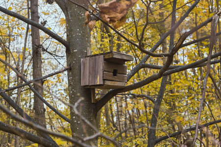 Wooden feeder for squirrels and birds on a tree in the autumn forest birdhouse