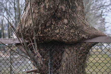 the oldest tree has grown into a fence
