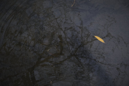 autumn maple fallen leaves under lake water surface with waves circles and sky reflationの写真素材