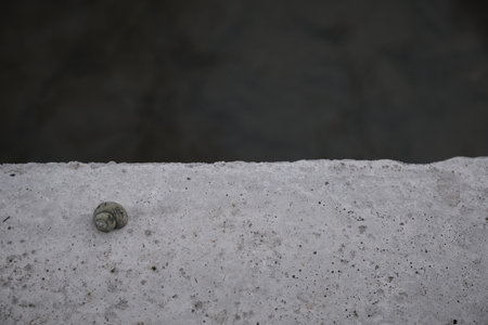 Snail shell lies on a Stone near the waterの写真素材