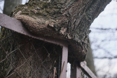 the oldest tree has grown into a fence