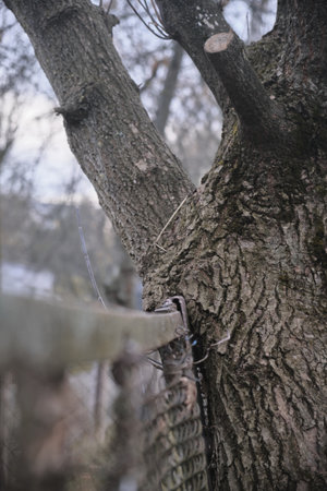 the oldest tree has grown into a fence