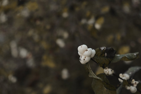 In late autumn, white berries on a bare bush Symphoricarpos albus genus of deciduous shrubs,...