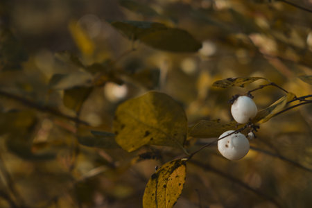 In late autumn, white berries on a bare bush Symphoricarpos albus genus of deciduous shrubs,...