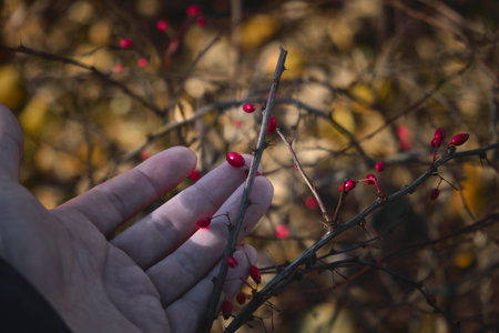 Branches of a barberry Bush with ripe red barberry berries Branches with yellow leaves of a prickly bush in the fallの写真素材