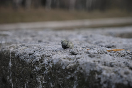 Snail shell lies on a Stone near the waterの写真素材
