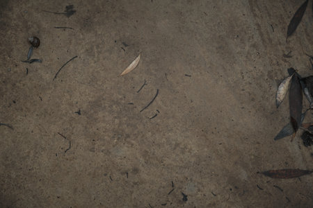 Snail shell lies on a Stone near the water