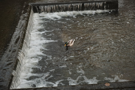 Ducks swim in the lake near the waterfall and take off from the surface of the water Autumn in the park Sports and recreation Lifestyleの写真素材