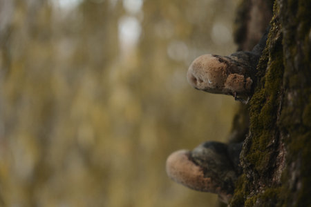 Cream colored mushroom growing on a tree trunk or bark Close up