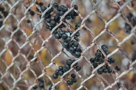 Black berries under snow in winter Natural backgroundの写真素材