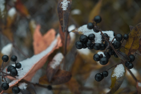 Black berries under snow in winter Natural background