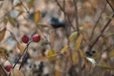 Snow-covered red rosehip berries on a bush against a background of snow. Rosehip bush with berries in winterの写真素材