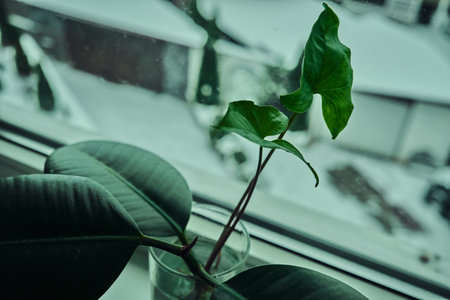 House plant Green leaf of plant Interior details Beauty of natureの写真素材